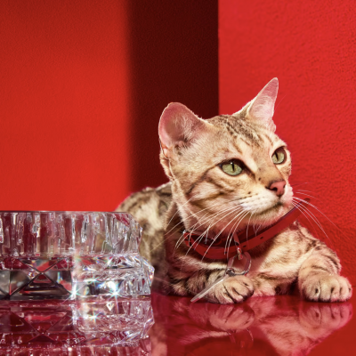 Миска для питомцев Louxor Gamelle pour animaux S от Baccarat 2816345 Миска для питомцев Louxor Gamelle pour animaux S от Baccarat 2816345