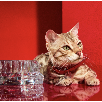 Миска для питомцев Louxor Gamelle pour animaux S от Baccarat 2816345 Миска для питомцев Louxor Gamelle pour animaux S от Baccarat 2816345