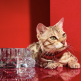Baccarat 2816345